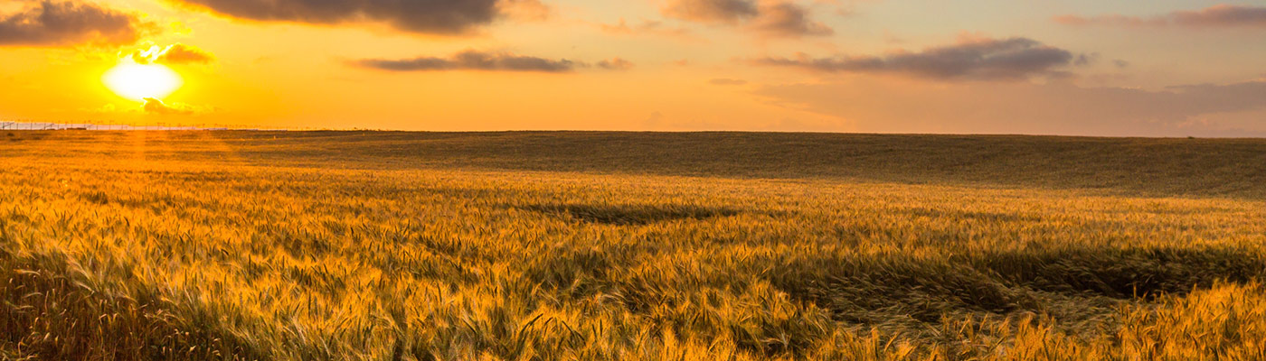 The sun shining over a field of crops